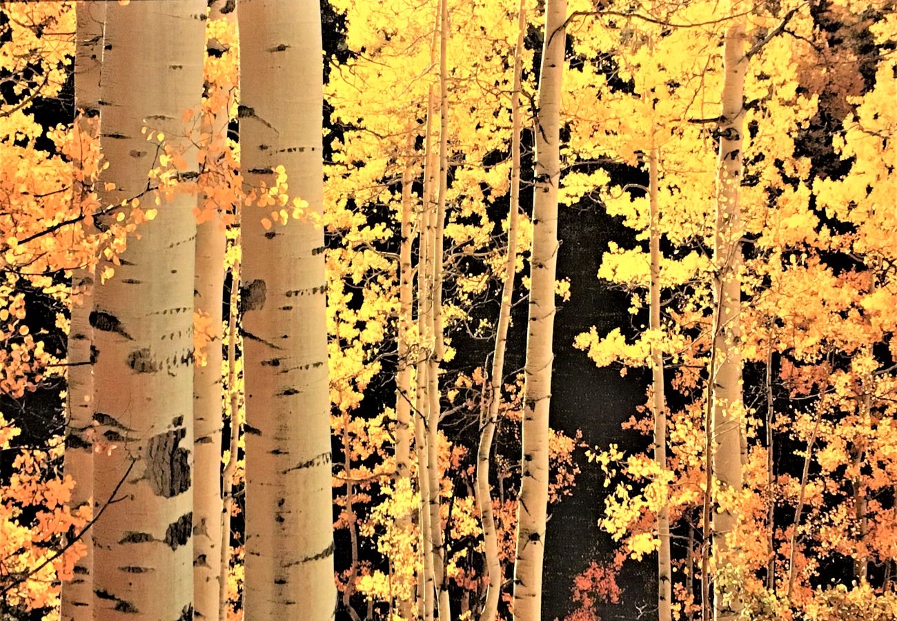 Condominium in Breckenridge - Walk to Main St. + Snowflake Lift, Pool+Hot Tubs