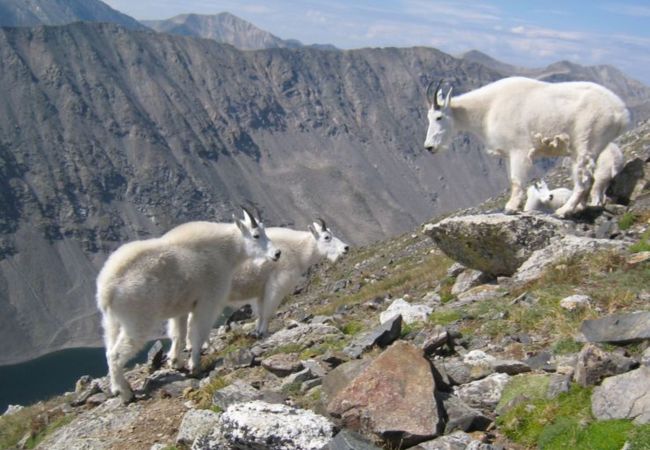 Condominium in Breckenridge - Twin Elk Mount Lincoln Condo • Ski-In • Hot Tub • Walk to Main St!  Condominium in Breckenridge - Twin Elk Mount Lincoln Condo • Ski-In • Hot Tub • Walk to Main St!