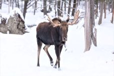 House in Silverthorne - Mtn Views • Dog-Friendly • Ev Charger • Ski/Hike