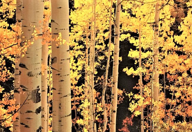 House in Breckenridge - Swan Valley Estate • Log Home • Mtn. Views • 10 min. to Breck House in Breckenridge - Swan Valley Estate • Log Home • Mtn. Views • 10 min. to Breck