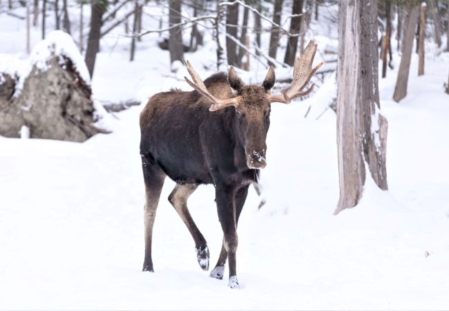 House in Breckenridge - Swan Valley Estate • Log Home • Mtn. Views • 10 min. to Breck House in Breckenridge - Swan Valley Estate • Log Home • Mtn. Views • 10 min. to Breck