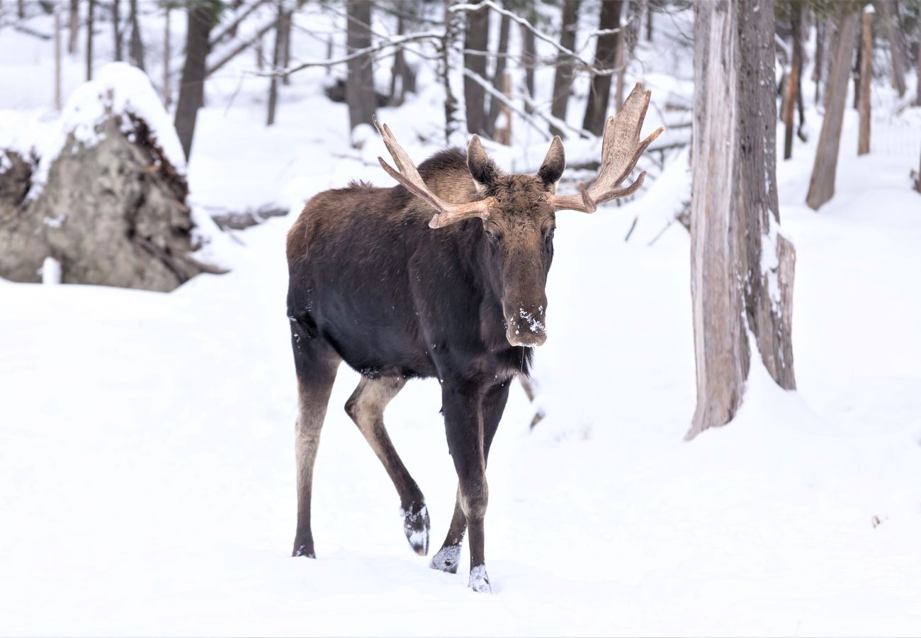 House in Frisco - Mtn Meadow Lodge, Hot Tub - Hike, Ski, Play!